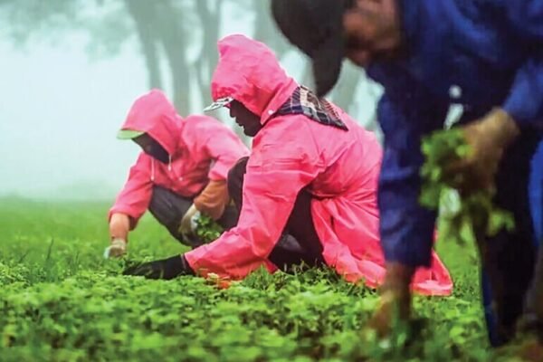 Oman Develops National Roadmap to Fight Invasive Parthenium Weed